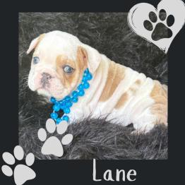 English bulldog puppy