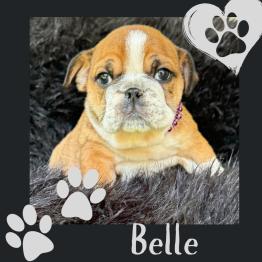 Red and white English Bulldog puppy