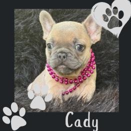 Blue fawn Frenchie for sale 