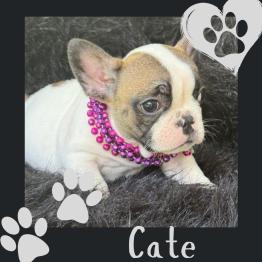Frenchie puppy for rehome 