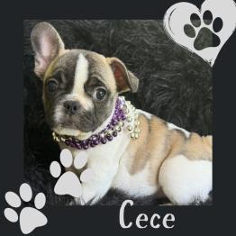 Frenchie for sale 