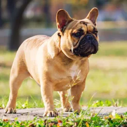 Pictured: French Bulldog