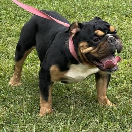 Male English Bulldog 