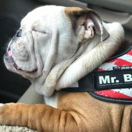 Check out this handsome Potters Bulldog 
