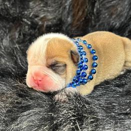 Red and white English bulldog puppy for sale 
