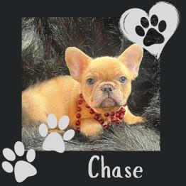 Adorable French bulldog puppy for sale 