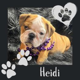 Red and white female English bulldog puppy