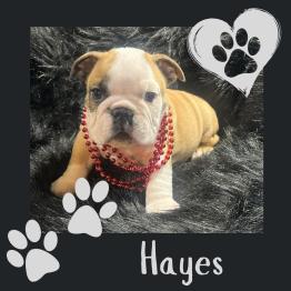 Red and white English bulldog puppy for rehome 