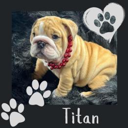 Red and white English bulldog puppy 