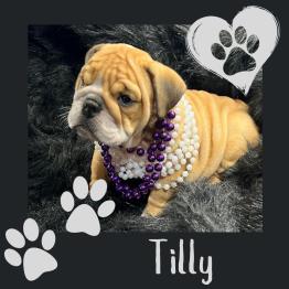 English bulldog puppy for sale 