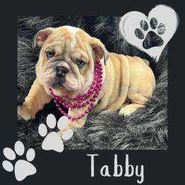 English bulldog puppy for adoption 