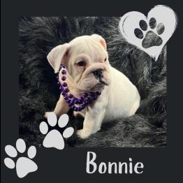 White English bulldog puppy for sale 