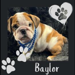 English bulldog puppy for sale in Kentucky 