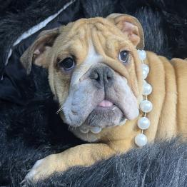 English bulldog puppy 