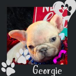 Cream Frenchie for sale 