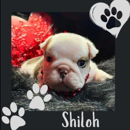 English bulldog puppy for sale 