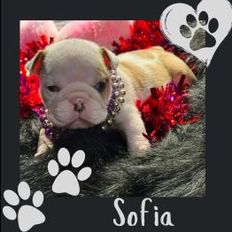 English bulldog puppy for sale 