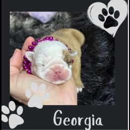 Red and white English Bulldog puppy