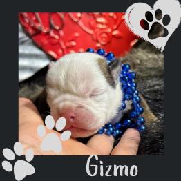 English bulldog puppy for sale 