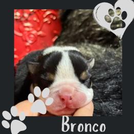 Black tri English bulldog for rehome 