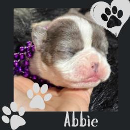 English bulldog female puppy 