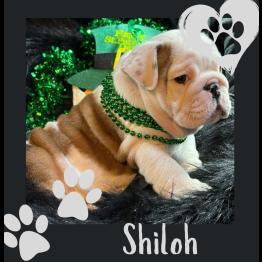 English bulldog puppy for sale