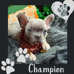 French bulldog puppy for sale 