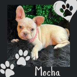 White French Bulldog for sale 