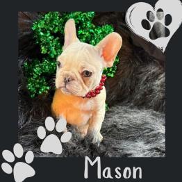 Male French Bulldog puppy 