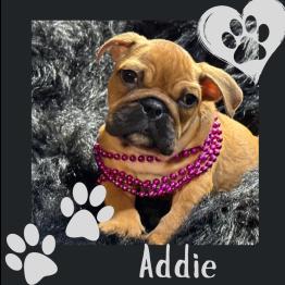 English bulldog puppy 