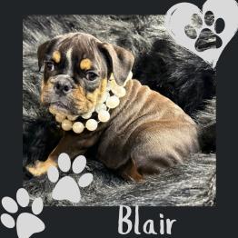 English bulldog puppy 