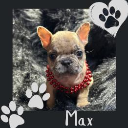 Merle Frenchie for sale 