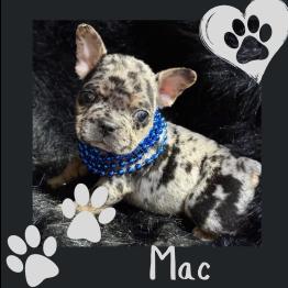 Merle Frenchie for sale 