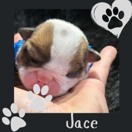 English bulldog puppy 