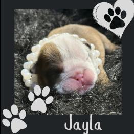 English bulldog puppy 