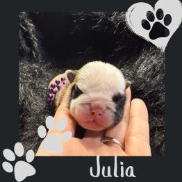 English bulldog puppy for sale 