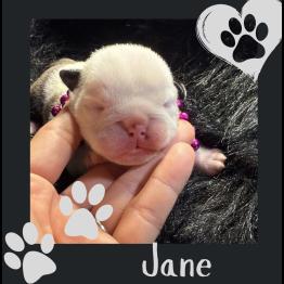 English bulldog puppy for rehome 