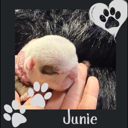 English bulldog puppy for sale 