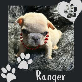 Frenchie puppy for sale 
