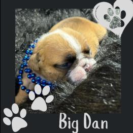 English bulldog for sale 