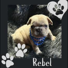 Frenchie for sale 