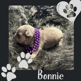 Frenchie for sale 