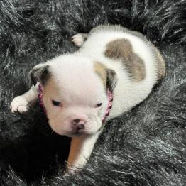 Bulldog puppy