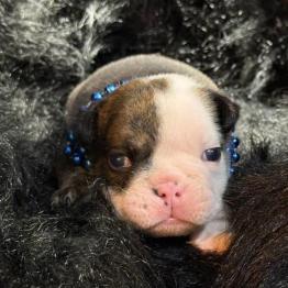 Jagger puppy
