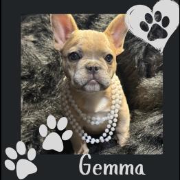 Female Frenchie 