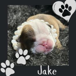 English bulldog puppy 
