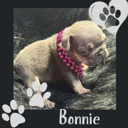 Frenchie for sale 