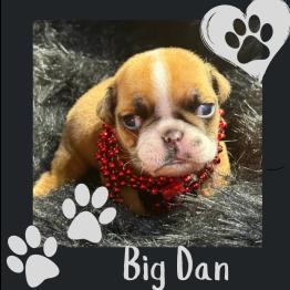 English bulldog for sale 