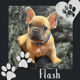 Frenchie for sale 