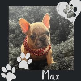 Frenchie Merle for sale 